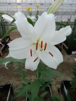 [5627 VH57 No02.JPG]